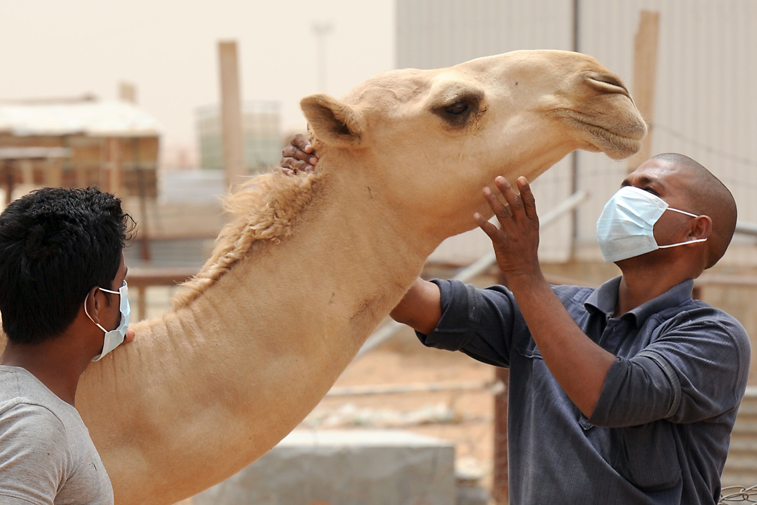 L’Arabie saoudite a enjoint ses résidents de porter des masques lors de contacts avec des chameaux pour éviter de propager le MERS. (AFP)