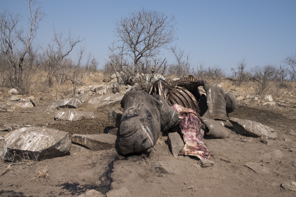 La carcasse d'un rhinocéros blanc femelle dans la région de Malelane du parc national Kruger e 21 août 2018 (Photo, AFP).