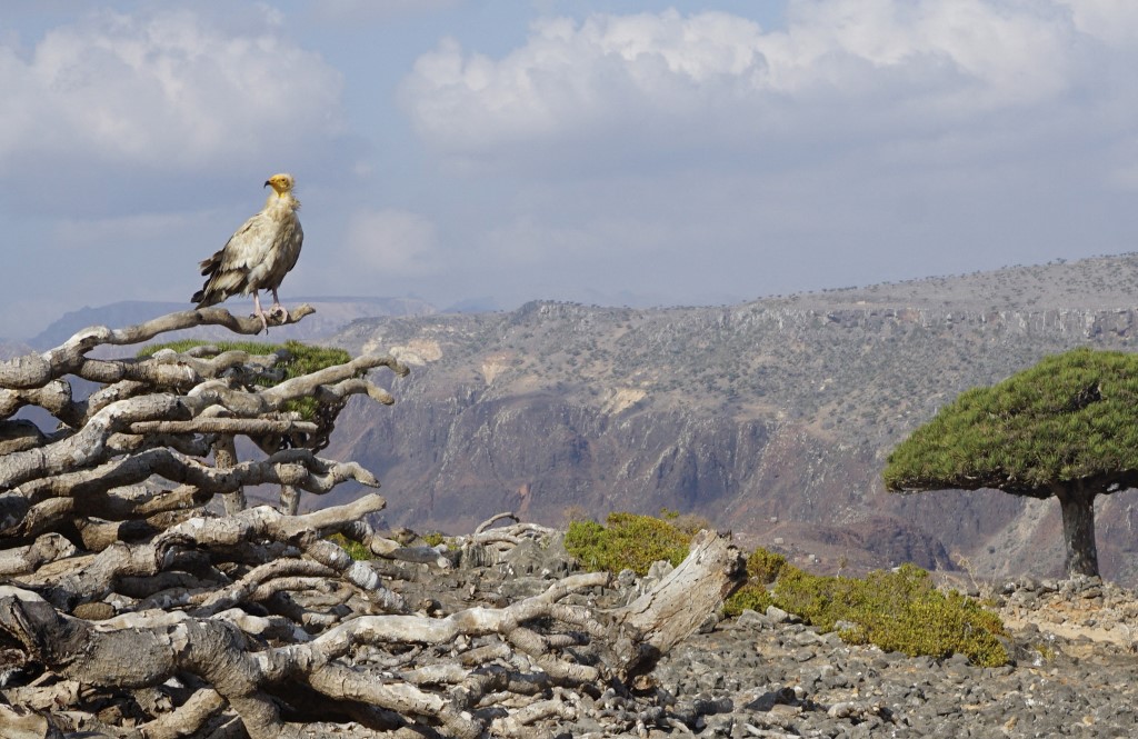 yemen