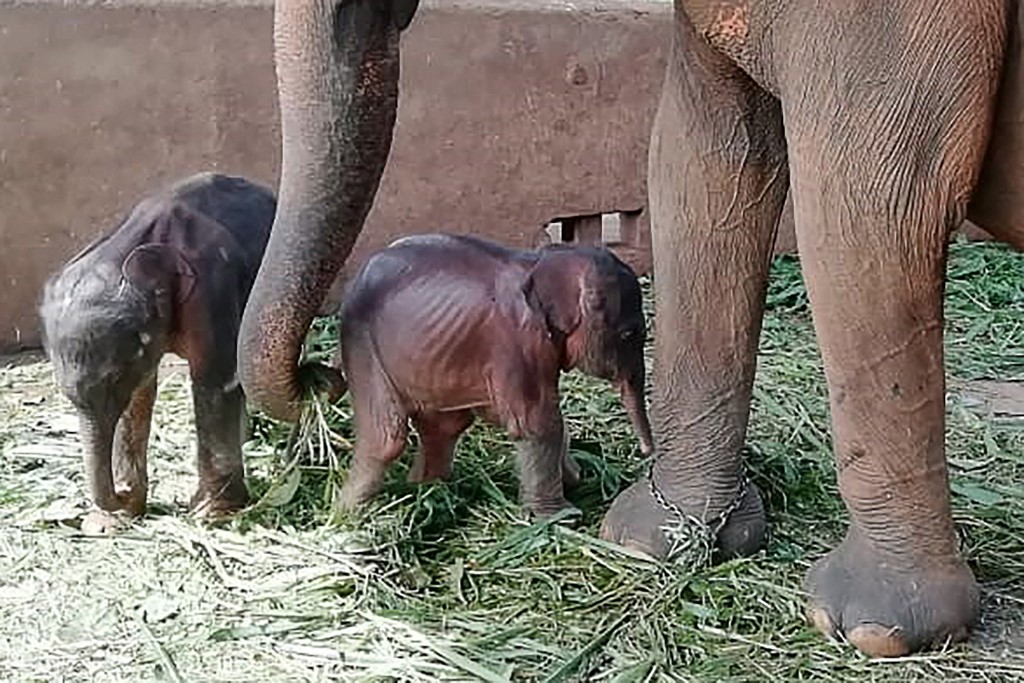Cette photo est de l'orphelinat des éléphants de Pinnawala au Sri Lanka prise le 31 août 2021 montre l'éléphant Surangi de 25 ans avec ses jumeaux nés le 31 août 2021 à près de cinq heures d'intervalle, ce qui en fait la première naissance de ce type dans l'établissement créé en 1975. pour soigner des éléphants démunis, à Pinnawala. (Photo, AFP)