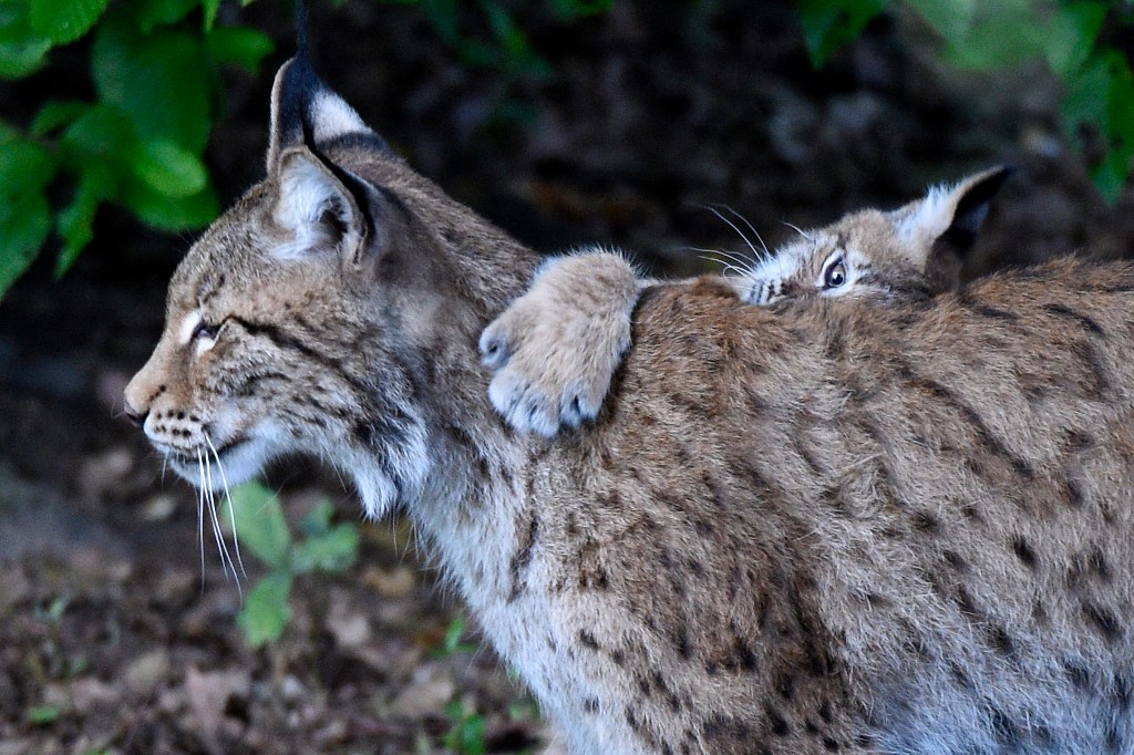 lynx