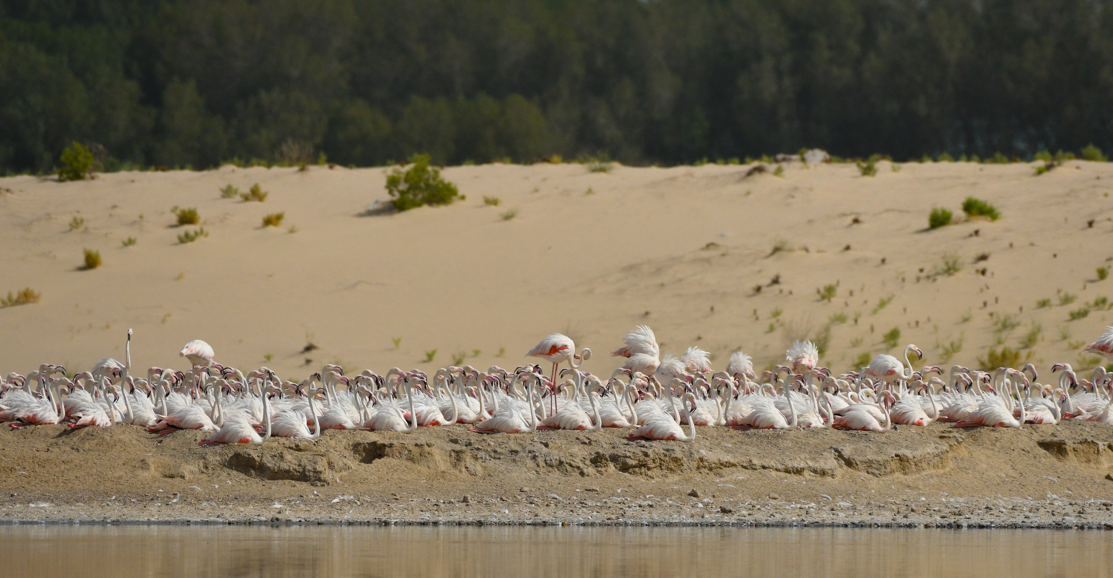 flamants roses eau