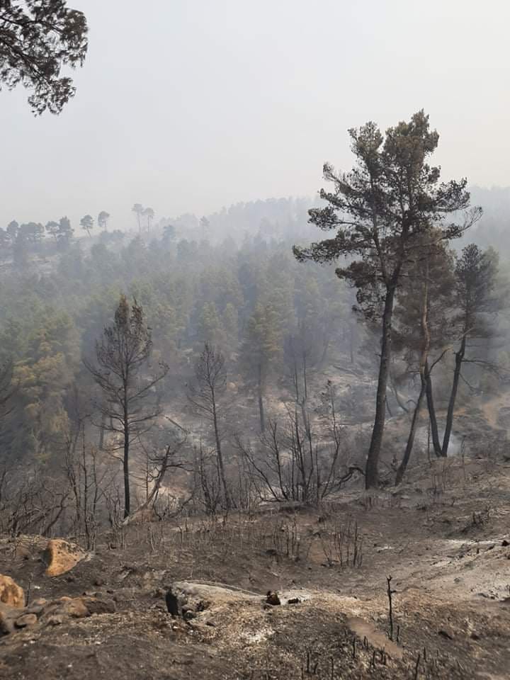 Considérée comme le poumon des Aurès, les forêts de la région abritent des milliers d’arbres d’essences variées, et une multitude d’animaux sauvages. (Photo fournie)