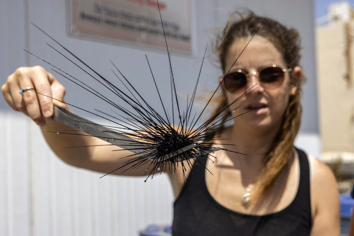 Gal Eviatar, étudiante à l'Université de Tel Aviv, utilise une pince pour tenir un oursin Diadema Setosum dans un aquarium à l'Institut interuniversitaire des sciences marines, dans la station balnéaire israélienne d'Eilat, sur la mer Rouge, le 14 septembre 2023. (Photo de Menahem Kahana / AFP)