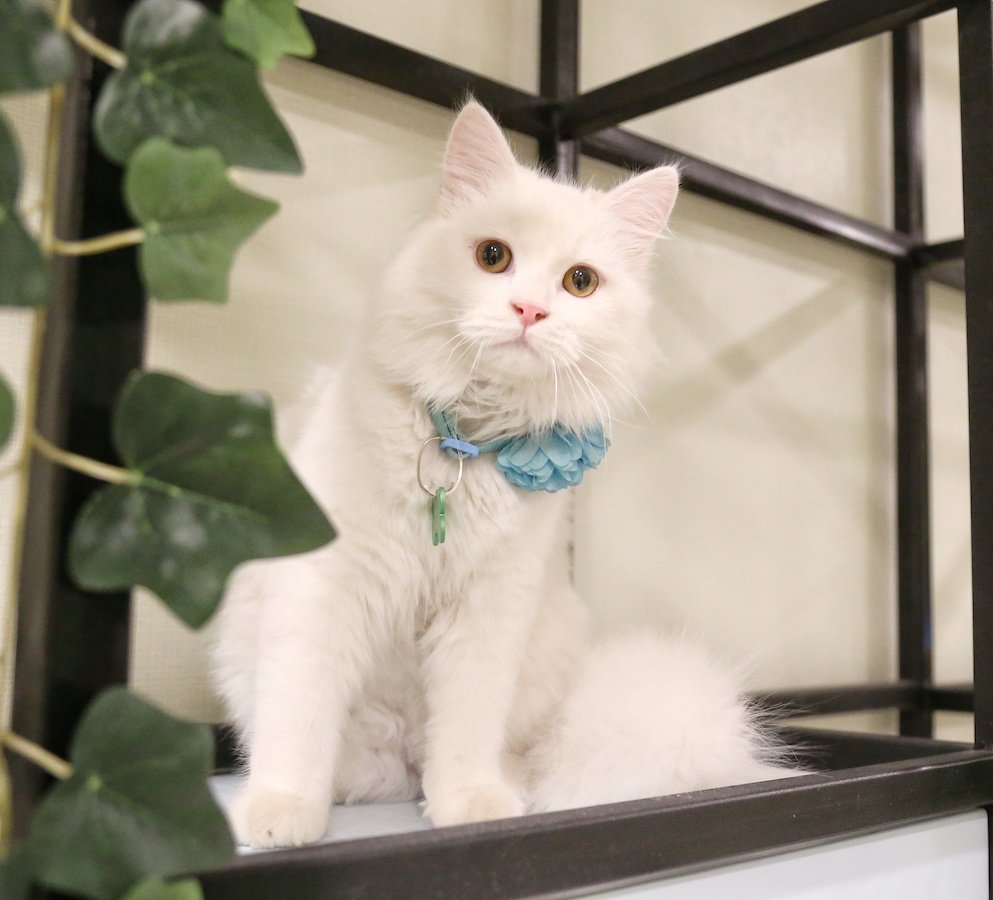 Il y de nombreuses aires de repos pour les chats, et même une «salle silencieuse» avec des murs en verre, où les visiteurs peuvent s’asseoir dans un espace calme avec les animaux de leur choix. (Photo fournie)