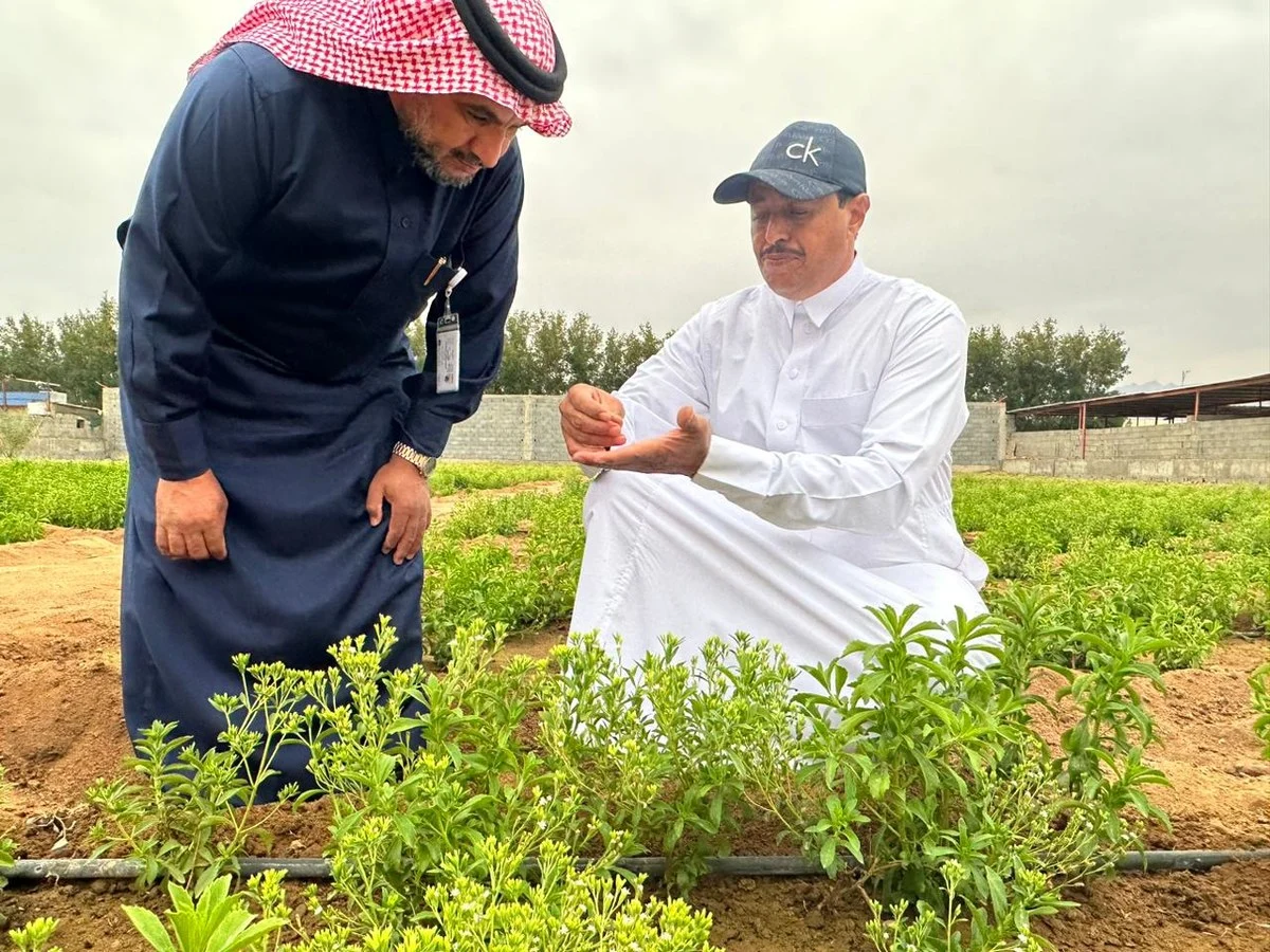 Hamad Mansour al-Abbas, un agriculteur professionnel avec plus de trente-cinq ans d'expérience dans le domaine de l'agriculture. (SPA)