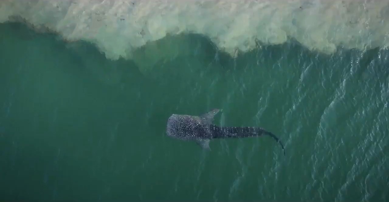 requin baleine