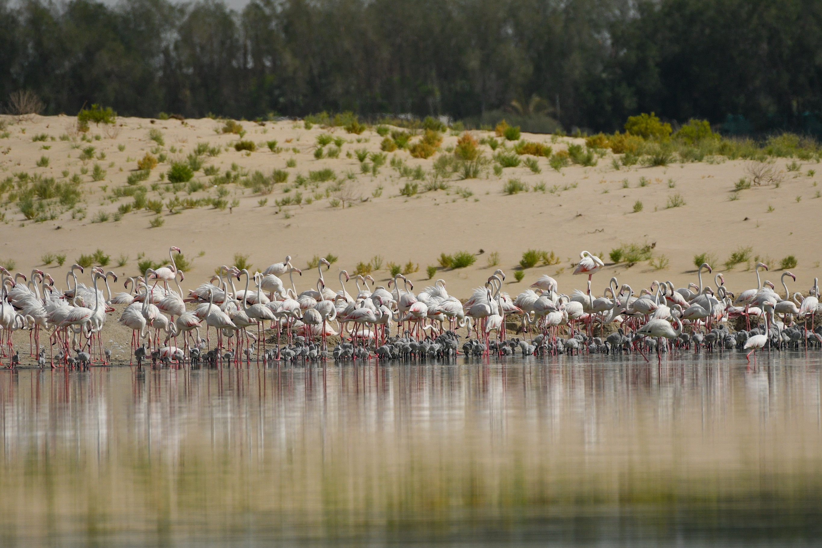 flamants roses eau