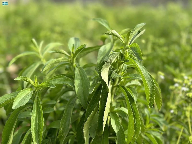 agriculteur saoudien investit la stévia pour une production alimentaire | Arab News FR