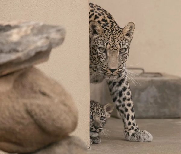 Le léopard d’Arabie est actuellement l’un des animaux les plus rares de la planète. Il est classé par l’Union internationale pour la conservation de la nature comme étant en danger critique d’extinction et un déclin croissant pourrait entraîner son extinction définitive. (Photo fournie/Commission royale pour AlUla)