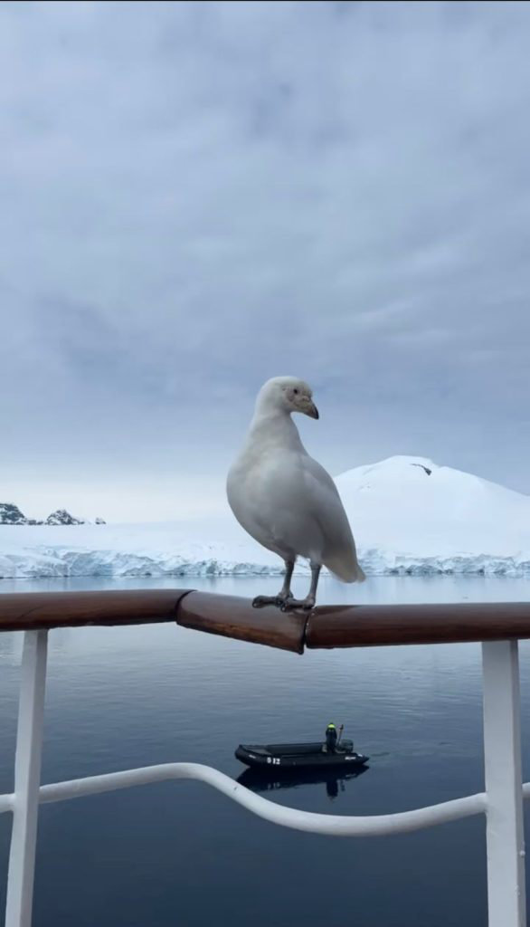 La rupture de la banquise a perturbé les colonies d'oiseaux. (Photo/ Princesse Abeer al Farhan)