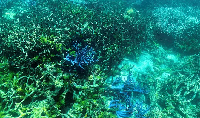 Cette photo d'archive prise le 7 mars 2022 montre l'état actuel du corail sur la Grande Barrière de Corail, au large de la côte de l'État australien du Queensland. (AFP)