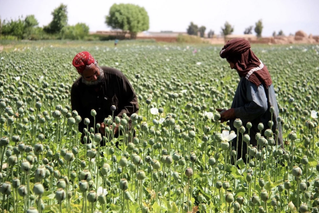 talibans