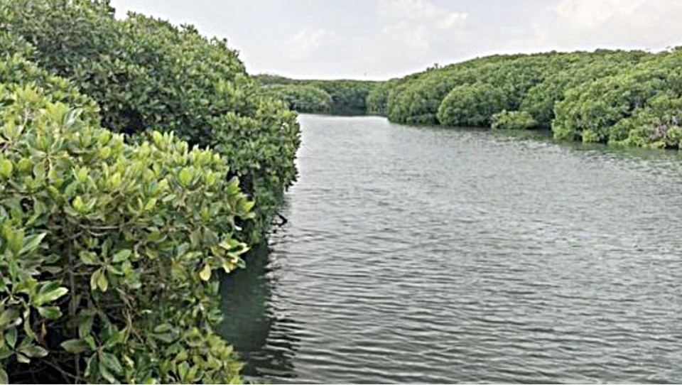 mangroves