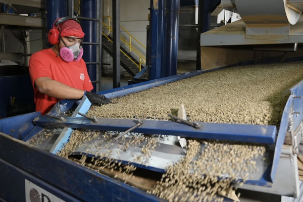 Un travailleur vérifie les grains de café sur une machine de nettoyage dans une usine de transformation à Brasilia (AFP) 