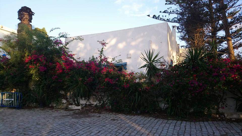 Les bougainvilliers de Sidi Bou Saïd. (Photo Nourredine Bessadi)