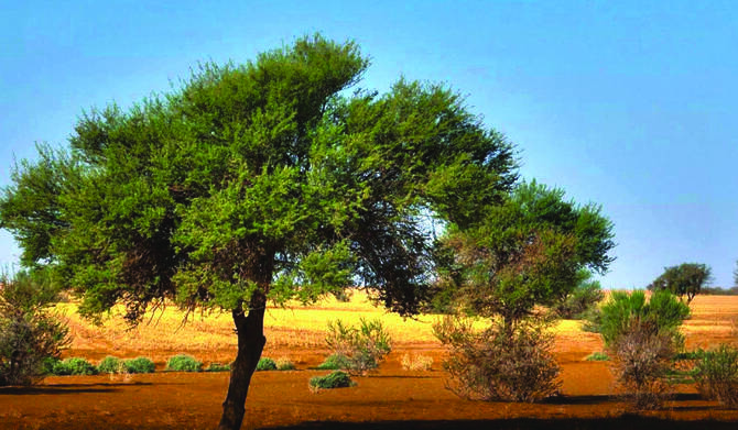 La réserve royale Imam Abdulaziz bin Mohammed mène actuellement d'importants travaux de restauration et plante des centaines de milliers d'arbres, notamment des acacias, sur son vaste territoire de 91 500 kilomètres carrés. (SPA)