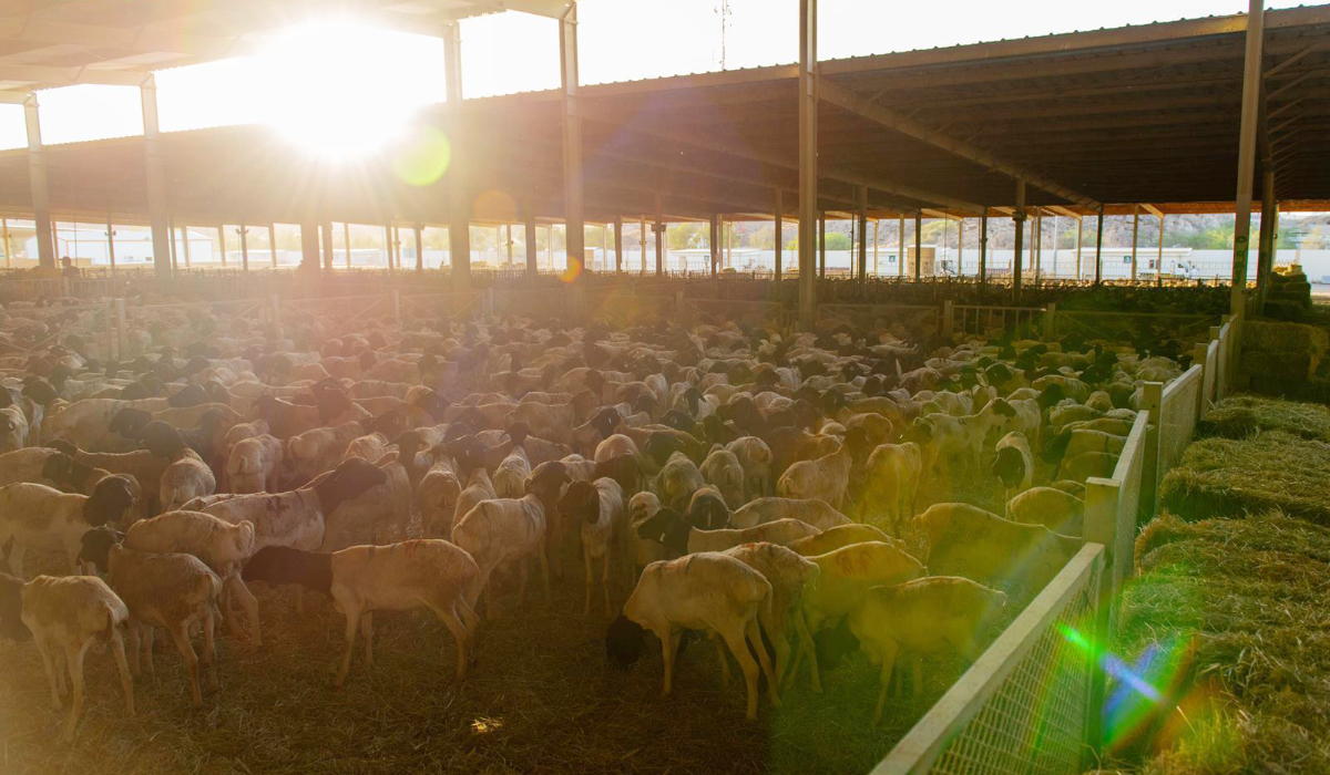 RIYADH : La plate-forme nationale pour les œuvres de bienfaisance, Ehsan, continue de fournir des services d'animaux de sacrifice pour la saison du Hadj en partenariat avec le projet du Royaume pour l'utilisation de Hady et Adahi.  Cette initiative offre aux pèlerins un moyen transparent et fiable d'accomplir le rituel grâce à des solutions numériques de confiance, selon l'Agence de presse saoudienne. ***  L'opération est coordonnée avec plus de 500 organisations caritatives et de la société civile afin de garantir que la viande sacrificielle parvienne à ceux qui en ont le plus besoin, tant au niveau local qu'international. (SPA) Adahi a finalisé les préparatifs dans sept complexes spécialisés s'étendant sur plus d'un million de mètres carrés. Ceux-ci sont soutenus par plus de 25 000 personnes formées, dont 600 érudits islamiques, plus de 500 vétérinaires, 16 500 bouchers et assistants, et 400 techniciens.  Des technologies de pointe ont été intégrées dans les opérations, telles que le pesage automatisé, le suivi en temps réel et les systèmes modernes de réfrigération et de stérilisation, afin de garantir la sécurité, la qualité et l'efficacité de la transformation et de la distribution de la viande.  Les sacrifices seront effectués au rythme d'un toutes les sept secondes à l'aide d'un système entièrement numérisé, ce qui permettra aux donateurs - à l'intérieur comme à l'extérieur du Royaume - d'effectuer le rituel par l'intermédiaire de la plateforme Ehsan, en toute simplicité et en toute tranquillité d'esprit.  Le projet propose un site web sécurisé en trois langues pour l'achat pratique d'obligations sacrificielles, destiné à des personnes de diverses nationalités. À ce jour, 770 000 animaux ont été reçus, dépassant l'objectif initial de 750 000, et les livraisons continues des fermes fournisseurs sont en cours.  La prochaine distribution humanitaire couvrira les 13 régions administratives du Royaume et s'étendra à plus de 27 pays dans le monde. L'opération est coordonnée avec plus de 500 organisations caritat