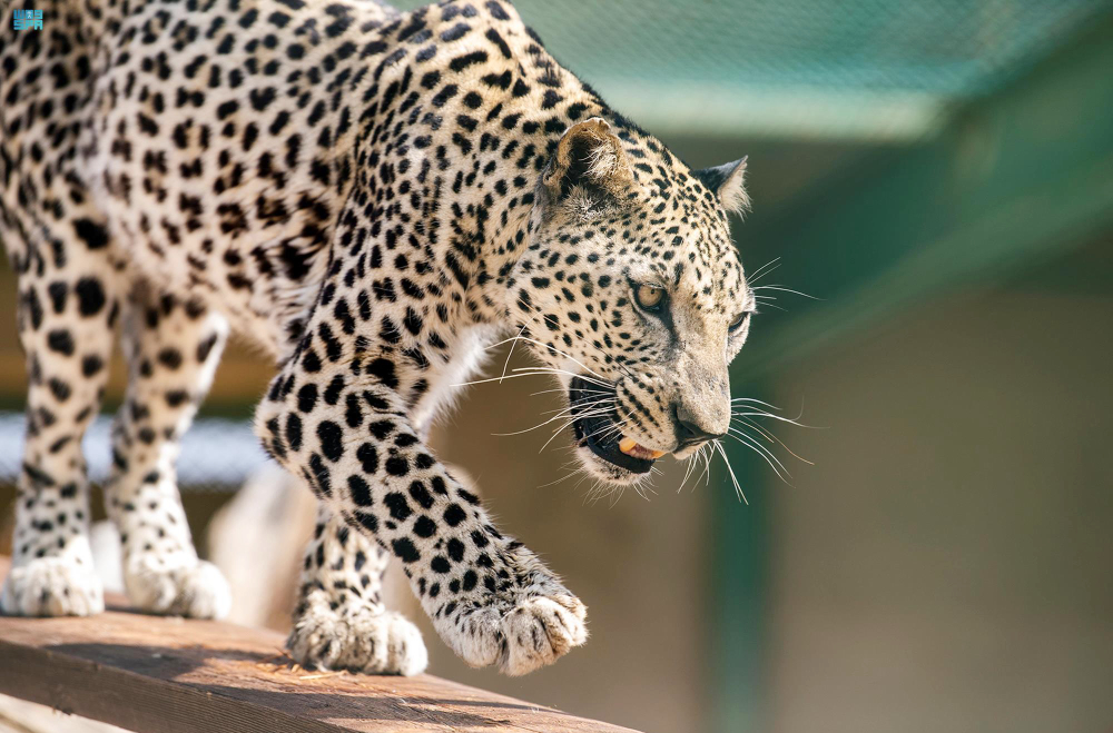 L'Arabie saoudite a choisi la date du 10 février pour célébrer la « Journée du léopard d’Arabie » afin de sensibiliser le public à ce grand félin menacé d'extinction. (SPA)