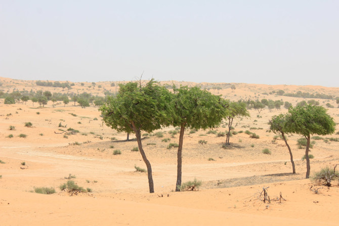 Des experts et des défenseurs participent à une table ronde à l'occasion de la Semaine de l'environnement à Riyad. (Photo UNCCD)