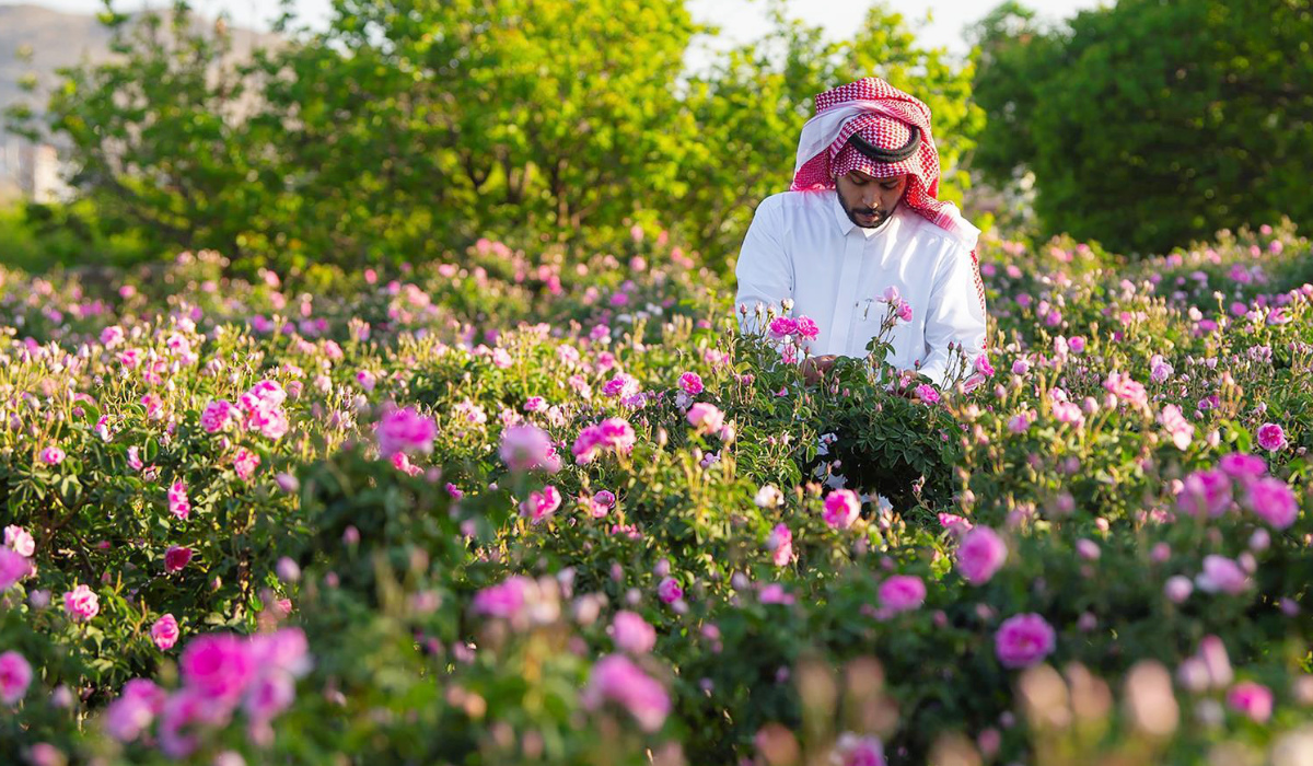 Les cultures parfumées ont élevé la région montagneuse de Taïf au rang de capitale mondiale de la rose. (Agence de presse saoudienne)