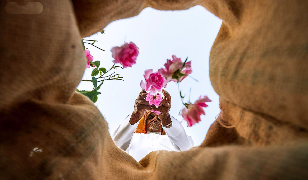 Les cultures parfumées ont élevé la région montagneuse de Taïf au rang de capitale mondiale de la rose. (Agence de presse saoudienne)