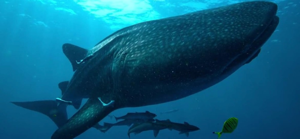 Les divers habitats de l’Arabie saoudite abritent une grande variété d’animaux (fournie)