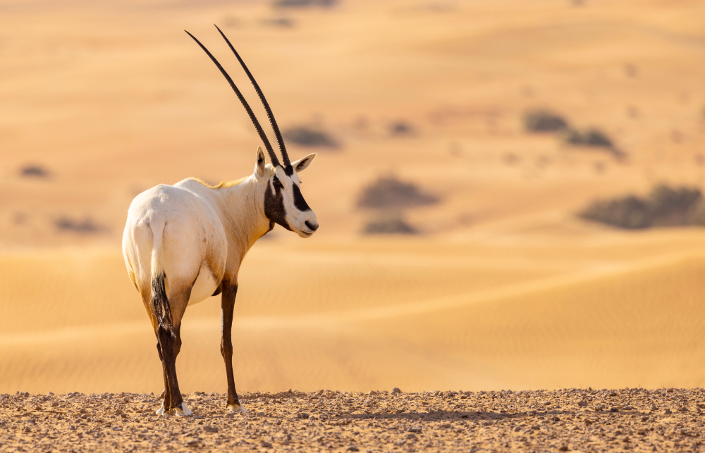 Vingt oryx arabes ont été relâchés par la Commission royale d’AlUla dans la réserve naturelle de Sharaan. (Shutterstock)