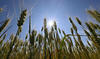Ukraine: La confiance est essentielle pour la reprise des exportations de céréales