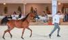Le Festival du cheval arabe de Riyad démarre avec des éleveurs de premier plan