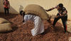 L'avenir incertain de la récolte de dattes au Soudan en guerre