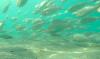 Les îles Farasan célèbrent l'arrivée annuelle du hareng
