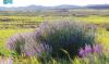 Le Teucrium Oliverianum, une plante au service de la désertification en Arabie saoudite