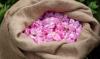 À Grasse, la Centifolia, l'or rose des parfums de luxe