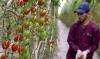 L'eau dessalée au secours de l'agriculture dans le sud du Maroc