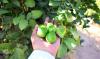 La récolte estivale de Médine permet à Abu Zuhair de commercialiser ses citrons