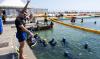 Dans les quartiers Nord de Marseille, des mères renouent avec la mer