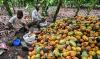 Pourquoi le chocolat reste cher avant Noël malgré la baisse du prix du cacao