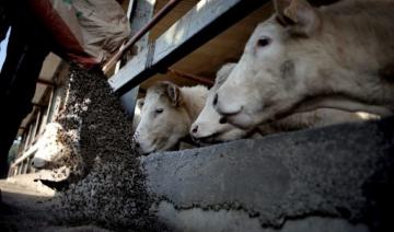 Des éleveurs s'organisent pour abattre leurs bêtes à la ferme plutôt qu'à la chaîne