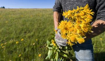 Climat: l'arnica des Vosges menacé par la sécheresse