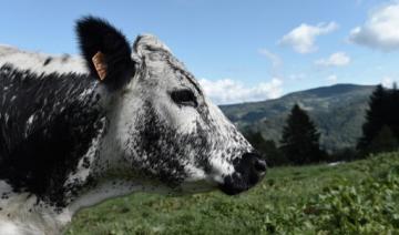 « Le confiné » un fromage des Vosges né au hasard … du confinement 