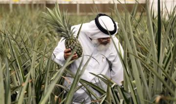 A Dubaï, une « révolution agricole » au milieu du désert