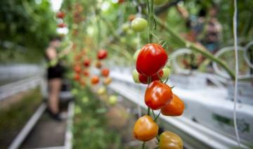 Aubergines et tomates prennent de la hauteur sur les toits de Montréal