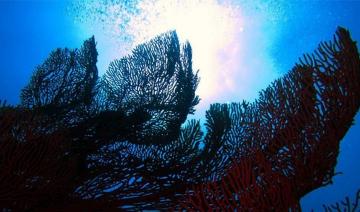 Le plaisir de plonger dans les jardins de corail de la mer Rouge à Haql
