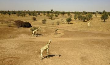 Niger: la réserve des girafes menacée, après une attaque jihadiste 