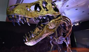 Un squelette d'allosaure, «grand-père» du T-Rex, aux enchères à Paris