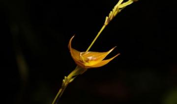 Tulcanensis, une orchidée géante, rare et en danger, découverte en Équateur