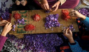 Le safran, «or rouge» du Cachemire, victime du changement climatique et de la guerre 