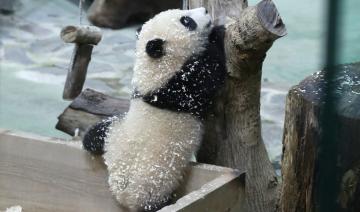 Baptême médiatique pour le dernier-né des grands pandas à Taïwan