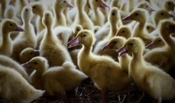 "Forte suspicion" de grippe aviaire dans un élevage de canards des Landes 